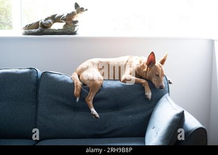 Podenco une race de ne sont pas considérés comme des animaux, en vertu de la loi espagnole, ils sont considérés comme des « outils de travail » et tués dans les années 1000 chaque année Banque D'Images