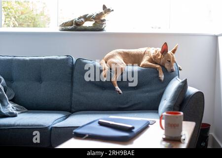 Podenco une race de ne sont pas considérés comme des animaux, en vertu de la loi espagnole, ils sont considérés comme des « outils de travail » et tués dans les années 1000 chaque année Banque D'Images