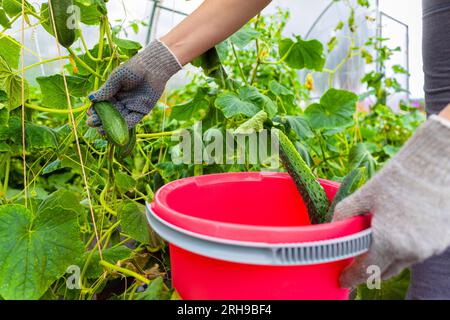 agriculteur récoltant des concombres frais dans la serre. homme cueillant un concombre. jeune concombre dans une serre. Photo de haute qualité Banque D'Images