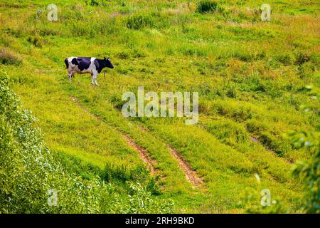 une vache avec des taches noires et blanches broute dans un pré. vache sur un fond d'herbe verte Banque D'Images