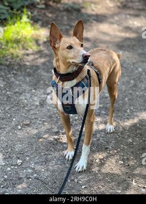 Podenco une race de ne sont pas considérés comme des animaux, en vertu de la loi espagnole, ils sont considérés comme des « outils de travail » et tués dans les années 1000 chaque année Banque D'Images