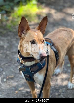 Podenco une race de ne sont pas considérés comme des animaux, en vertu de la loi espagnole, ils sont considérés comme des « outils de travail » et tués dans les années 1000 chaque année Banque D'Images