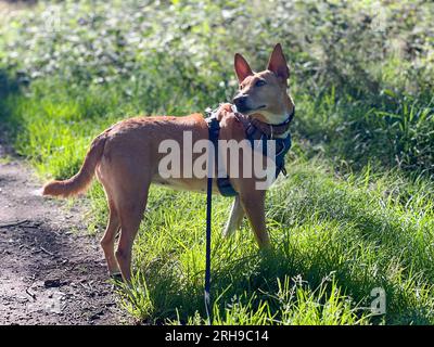 Podenco une race de ne sont pas considérés comme des animaux, en vertu de la loi espagnole, ils sont considérés comme des « outils de travail » et tués dans les années 1000 chaque année Banque D'Images