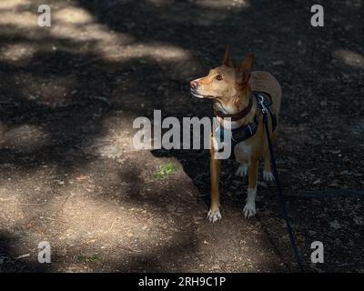 Podenco une race de ne sont pas considérés comme des animaux, en vertu de la loi espagnole, ils sont considérés comme des « outils de travail » et tués dans les années 1000 chaque année Banque D'Images