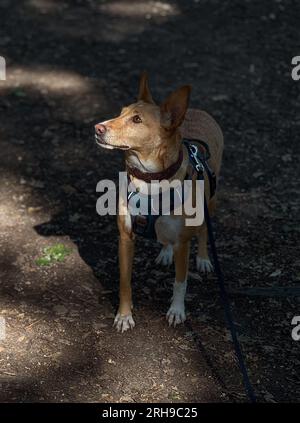 Podenco une race de ne sont pas considérés comme des animaux, en vertu de la loi espagnole, ils sont considérés comme des « outils de travail » et tués dans les années 1000 chaque année Banque D'Images