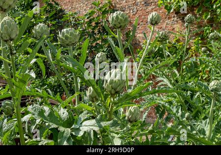 Gros plan sur les cardoons cardoon globe artichaut artichauts poussant dans un potager en été Angleterre Royaume-Uni GB Grande-Bretagne Banque D'Images