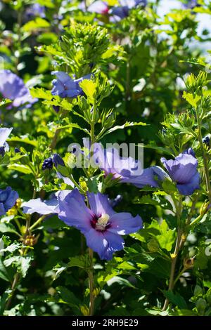fleurs d'hibiscus bleu avec centre rouge et jeunes bourgeons poussant dans le jardin Banque D'Images