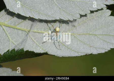 Gros plan de l'araignée femelle Enoplognatha ovata ou Enoplognatha latimana, famille des Theridiidae. Avec un cocon sur le dessous d'une feuille Banque D'Images