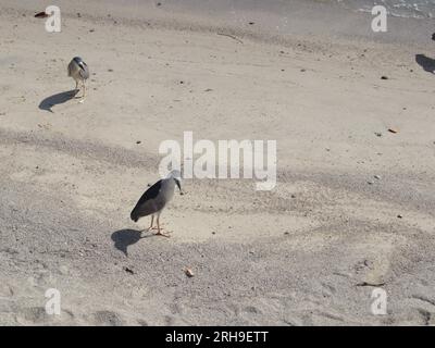 Héron de nuit couronné noir sur la plage de Cacupé Banque D'Images
