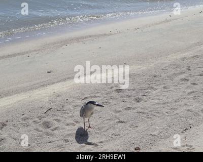 Héron de nuit couronné noir sur la plage de Cacupé Banque D'Images