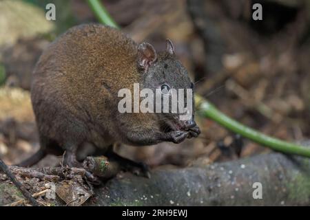 Une seule femelle rat-kangourou musqué est assise sur le sol de la forêt tropicale sur l'alimentation d'un invertébré saisi par ses deux pattes avant. Banque D'Images