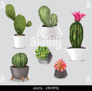 Ensemble réaliste de pot de cactus d'images isolées avec des plantes d'intérieur dans des pots décoratifs sur l'illustration vectorielle de fond transparent Illustration de Vecteur