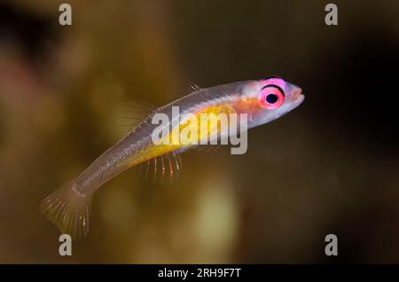 Redeye planant Goby, Bryaninops natans, site de plongée Liberty Wreck, Tulamben, Karangasem, Bali, Indonésie Banque D'Images