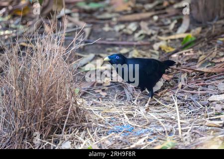 Male Satin Bowerbird, un collectionneur fastidieux d'objets, critique son Bower dans le but d'y apporter quelques changements. Banque D'Images
