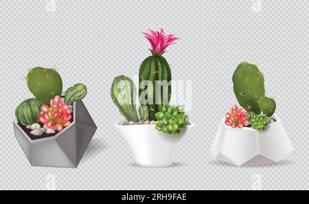 Ensemble réaliste de compositions de cactus avec des vues isolées de pots avec des plantes d'intérieur sur fond transparent illustration vectorielle Illustration de Vecteur