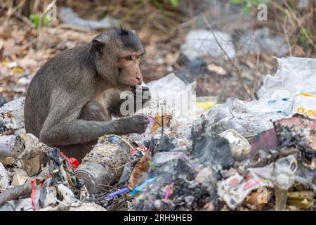 Un macaque mange de la nourriture trouvée sur une pile couvante de déchets Banque D'Images