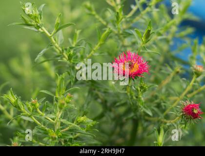 Andenken an Alma Potschke, aster de Nouvelle-Angleterre Banque D'Images