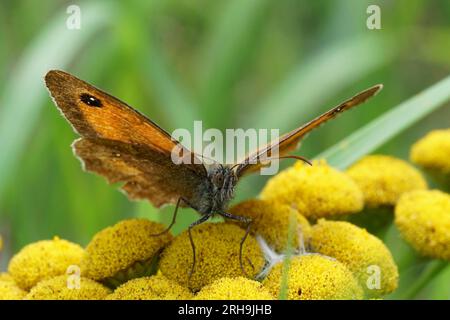 Gros plan frontal détaillé sur le papillon portier de couleur orange, Pyronia tithonus sur une fleur jaune de Tansy Banque D'Images