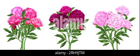 Trois beaux bouquets de pivoine rose compositions réalistes ensemble illustration vectorielle isolée Illustration de Vecteur