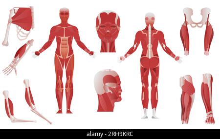 Ensemble plat d'anatomie musculaire de parties du corps isolées montrant différentes moules sur les os sur l'illustration vectorielle de fond vierge Illustration de Vecteur