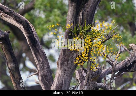 Orchidée léopard (Ansellia africana) de Kruger NP, Afrique du Sud. Banque D'Images