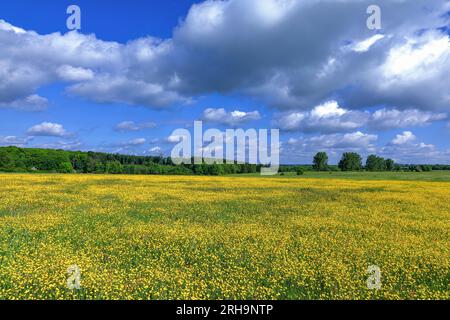 Burning Buttercup, Ranunculus Flammula Banque D'Images