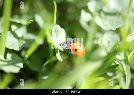 larve de coccinelles sur plante dans le jardin Banque D'Images