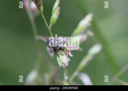 larve de coccinelles sur plante dans le jardin Banque D'Images