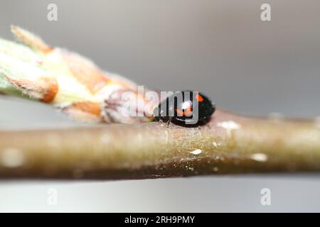 larve de coccinelles sur plante dans le jardin Banque D'Images