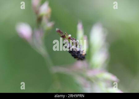 larve de coccinelles sur plante dans le jardin Banque D'Images