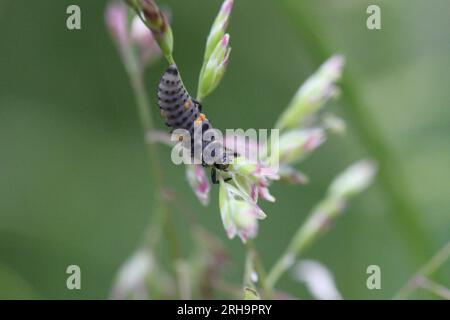 larve de coccinelles sur plante dans le jardin Banque D'Images