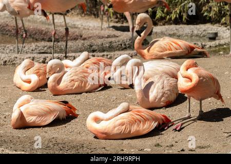 Zurich, Suisse, le 3 août 2023 les Flamingos chiliens ou Phoenicopterus chilensis se dressent sur un petit lac du zoo Banque D'Images