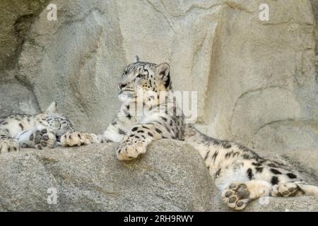 Zurich, Suisse, le 3 août 2023 Snow Leopard ou Panthera Unica se détend sur les rochers du zoo Banque D'Images