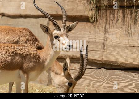 Zurich, Suisse, le 3 août 2023 Goitered Gazelle ou Gazella subgutturosa subgutturosa par une journée ensoleillée au zoo Banque D'Images