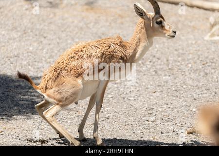 Zurich, Suisse, le 3 août 2023 Goitered Gazelle ou Gazella subgutturosa subgutturosa par une journée ensoleillée au zoo Banque D'Images