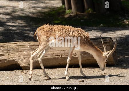 Zurich, Suisse, le 3 août 2023 Goitered Gazelle ou Gazella subgutturosa subgutturosa par une journée ensoleillée au zoo Banque D'Images