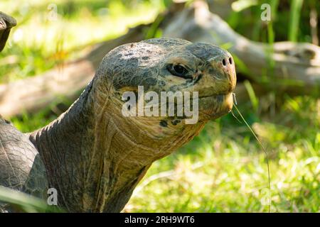 Zurich, Suisse, le 3 août 2023 Tortue des Galapagos ou Chelonoidis Nigra par une journée ensoleillée au zoo Banque D'Images