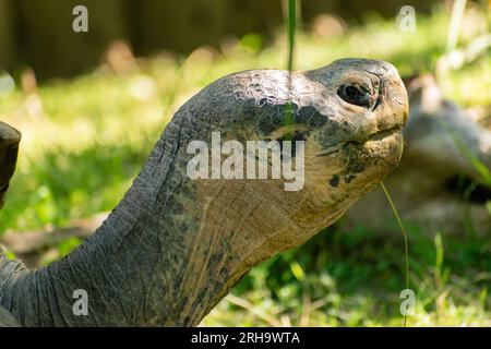 Zurich, Suisse, le 3 août 2023 Tortue des Galapagos ou Chelonoidis Nigra par une journée ensoleillée au zoo Banque D'Images