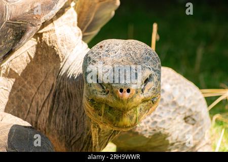 Zurich, Suisse, le 3 août 2023 Tortue des Galapagos ou Chelonoidis Nigra par une journée ensoleillée au zoo Banque D'Images