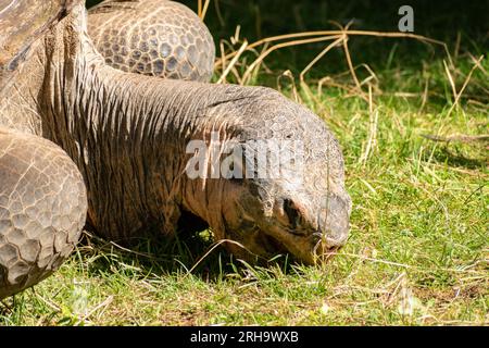 Zurich, Suisse, le 3 août 2023 Tortue des Galapagos ou Chelonoidis Nigra par une journée ensoleillée au zoo Banque D'Images