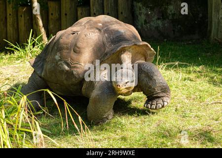 Zurich, Suisse, le 3 août 2023 Tortue des Galapagos ou Chelonoidis Nigra par une journée ensoleillée au zoo Banque D'Images