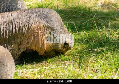 Zurich, Suisse, le 3 août 2023 Tortue des Galapagos ou Chelonoidis Nigra par une journée ensoleillée au zoo Banque D'Images