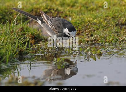 Pied Wagtail (Motacilla alba yarrellii) premier mâle d'été au bord de l'eau avec le bec ouvert sur le point d'attraper sa proie Eccles-on-Sea, Norfolk. ROYAUME-UNI. AP Banque D'Images