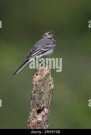 Pied Wagtail (Motacilla alba yarrellii) juvenle perché sur le post Eccles-on-Sea, Norfolk, Royaume-Uni. Juin Banque D'Images