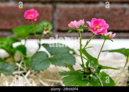 Belle fleur rose Ornamental Strawberry plante en fleur. Brise estivale variée. Banque D'Images