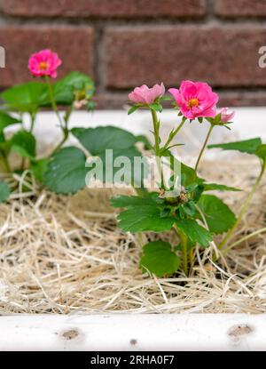 Belle fleur rose Ornamental Strawberry plante en fleur. Brise estivale variée. Banque D'Images