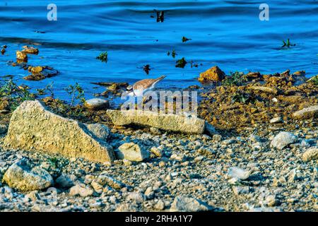 Petit Pluvier annelé sur la ligne de rivage ( Charadrius dubius ) Banque D'Images