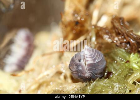 isopodes woodlouse pill bugs cubaris sp pingin blanc latéral Banque D'Images