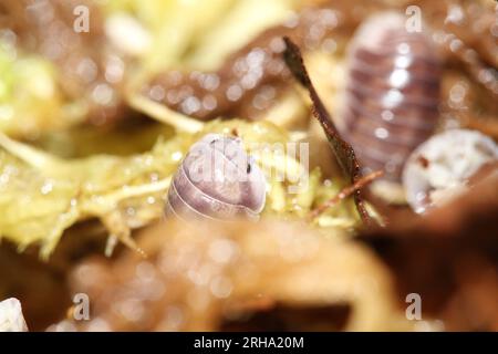 isopodes woodlouse pill bugs cubaris sp pingin blanc latéral Banque D'Images