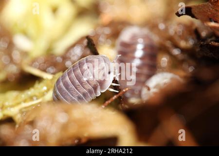 isopodes woodlouse pill bugs cubaris sp pingin blanc latéral Banque D'Images